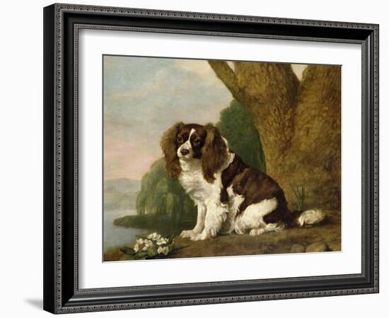 Fanny, a Brown and White Spaniel, 1778-George Stubbs-Framed Giclee Print