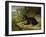 Fanny, a Favourite Dog, 1822-James Ward-Framed Giclee Print