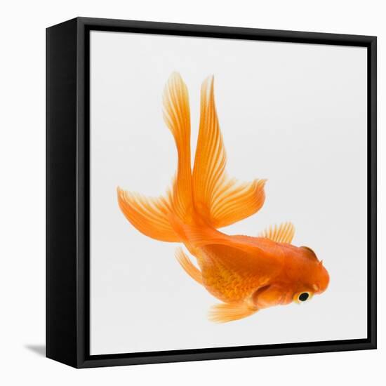 Fantail Goldfish (Carassius Auratus), Elevated View-Don Farrall-Framed Premier Image Canvas