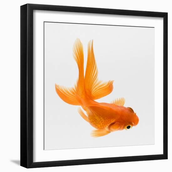 Fantail Goldfish (Carassius Auratus), Elevated View-Don Farrall-Framed Photographic Print