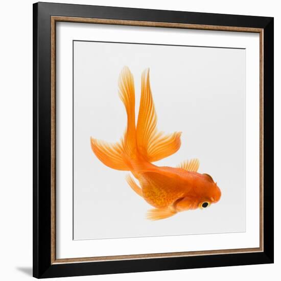 Fantail Goldfish (Carassius Auratus), Elevated View-Don Farrall-Framed Photographic Print