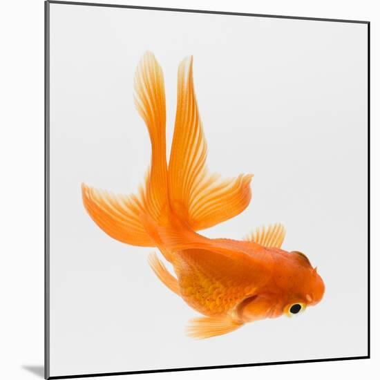 Fantail Goldfish (Carassius Auratus), Elevated View-Don Farrall-Mounted Photographic Print