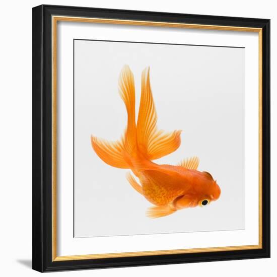 Fantail Goldfish (Carassius Auratus), Elevated View-Don Farrall-Framed Photographic Print