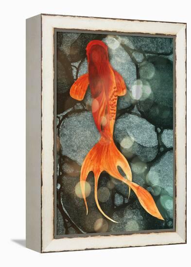 Fantail II-Alicia Ludwig-Framed Stretched Canvas