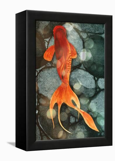 Fantail II-Alicia Ludwig-Framed Stretched Canvas