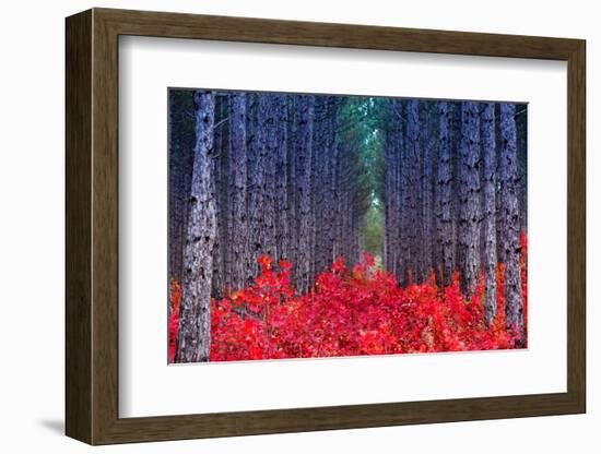 Fantastic Forest with Cotinus Coggygria. Autumn Leaves. Crimea, Ukraine, Europe. Beauty World.-Leonid Tit-Framed Photographic Print