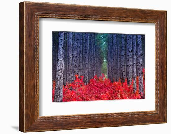 Fantastic Forest with Cotinus Coggygria. Autumn Leaves. Crimea, Ukraine, Europe. Beauty World.-Leonid Tit-Framed Photographic Print