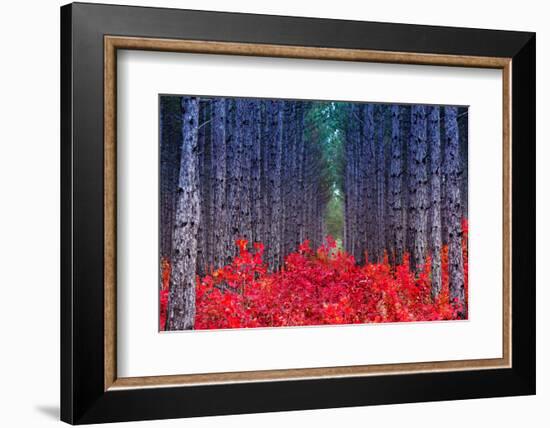 Fantastic Forest with Cotinus Coggygria. Autumn Leaves. Crimea, Ukraine, Europe. Beauty World.-Leonid Tit-Framed Photographic Print