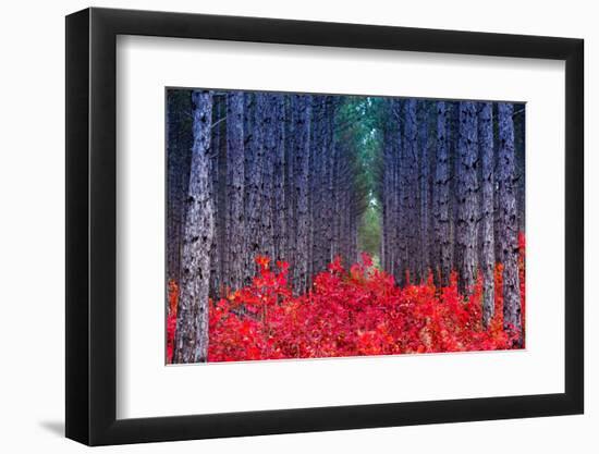 Fantastic Forest with Cotinus Coggygria. Autumn Leaves. Crimea, Ukraine, Europe. Beauty World.-Leonid Tit-Framed Photographic Print