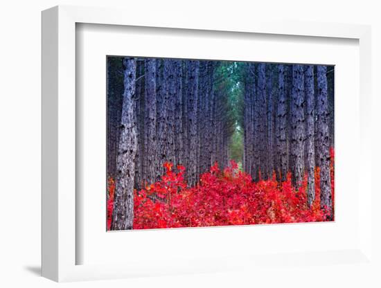 Fantastic Forest with Cotinus Coggygria. Autumn Leaves. Crimea, Ukraine, Europe. Beauty World.-Leonid Tit-Framed Photographic Print