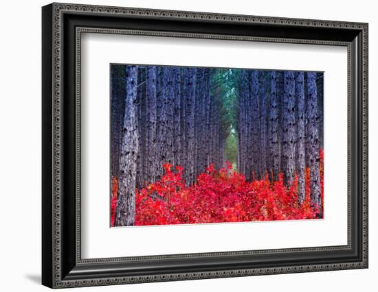 Fantastic Forest with Cotinus Coggygria. Autumn Leaves. Crimea, Ukraine, Europe. Beauty World.-Leonid Tit-Framed Photographic Print