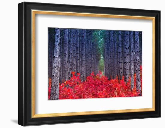 Fantastic Forest with Cotinus Coggygria. Autumn Leaves. Crimea, Ukraine, Europe. Beauty World.-Leonid Tit-Framed Photographic Print