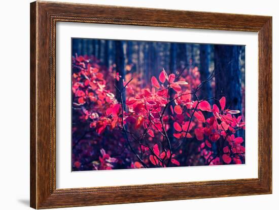 Fantastic Forest with Cotinus Coggygria. Dramatic Scene. Red Autumn Leaves. Crimea, Ukraine, Europe-Leonid Tit-Framed Photographic Print