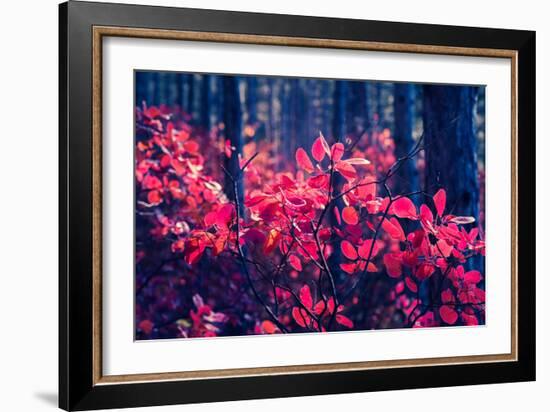 Fantastic Forest with Cotinus Coggygria. Dramatic Scene. Red Autumn Leaves. Crimea, Ukraine, Europe-Leonid Tit-Framed Photographic Print