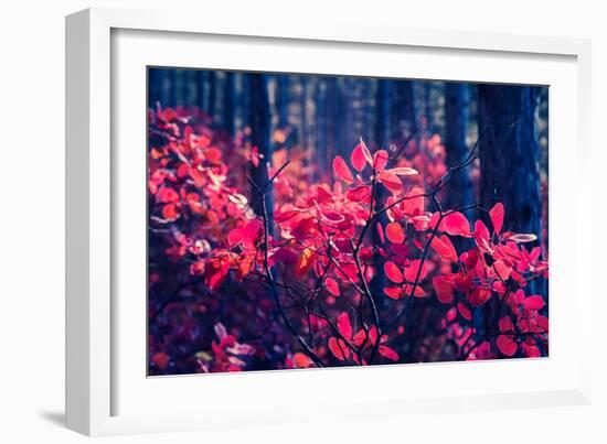 Fantastic Forest with Cotinus Coggygria. Dramatic Scene. Red Autumn Leaves. Crimea, Ukraine, Europe-Leonid Tit-Framed Photographic Print