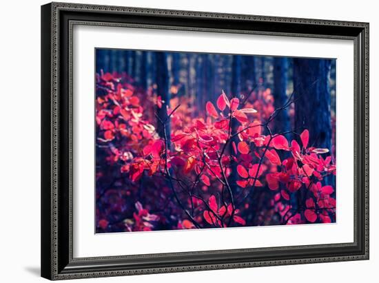 Fantastic Forest with Cotinus Coggygria. Dramatic Scene. Red Autumn Leaves. Crimea, Ukraine, Europe-Leonid Tit-Framed Photographic Print