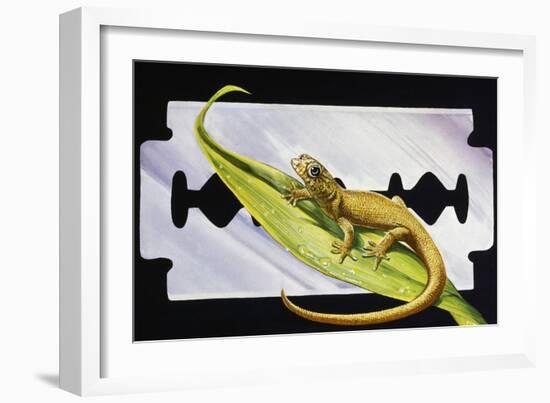 Fantastic Least Gecko (Sphaerodactylus Fantasticus), Gekkonidae-null-Framed Giclee Print