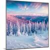 Fantastic Winter Sunrise in Carpathian Mountains with Snow Cowered Trees. Colorful Outdoor Scene, H-null-Mounted Photographic Print