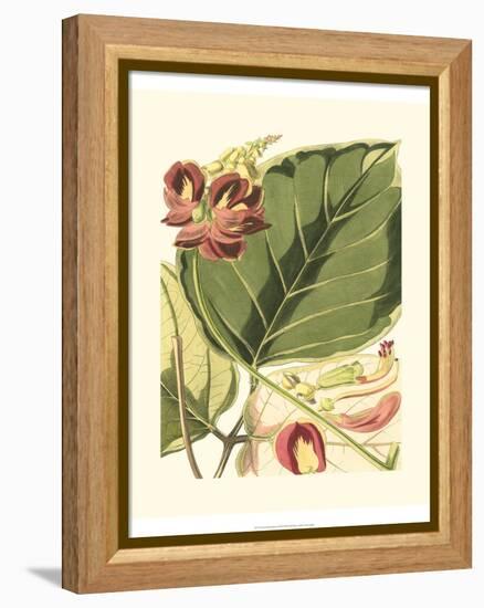 Fantastical Botanical I-Vision Studio-Framed Stretched Canvas