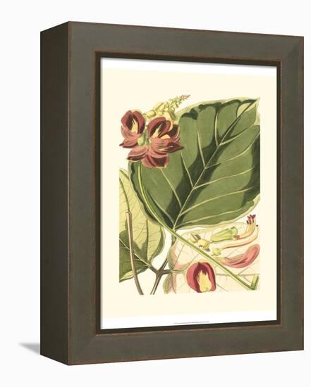 Fantastical Botanical I-Vision Studio-Framed Stretched Canvas