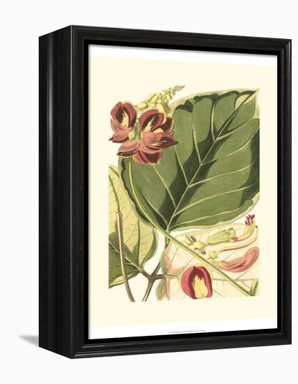 Fantastical Botanical I-Vision Studio-Framed Stretched Canvas