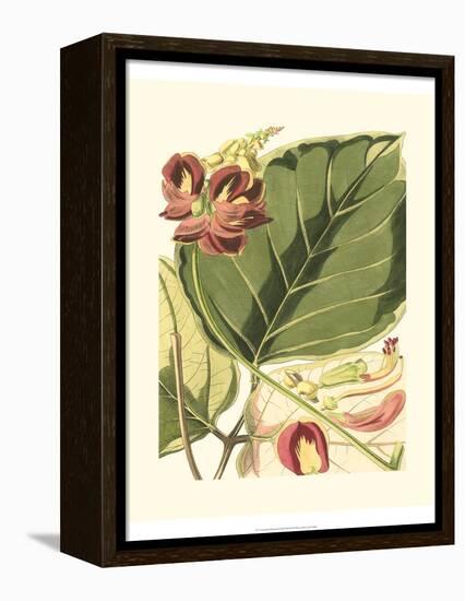 Fantastical Botanical I-Vision Studio-Framed Stretched Canvas