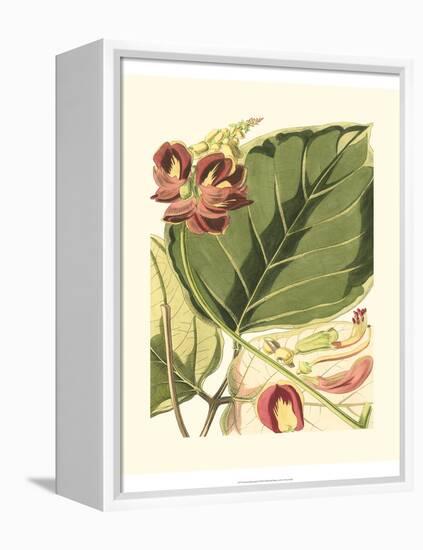 Fantastical Botanical I-Vision Studio-Framed Stretched Canvas