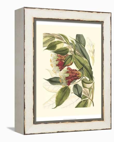 Fantastical Botanical II-Vision Studio-Framed Stretched Canvas