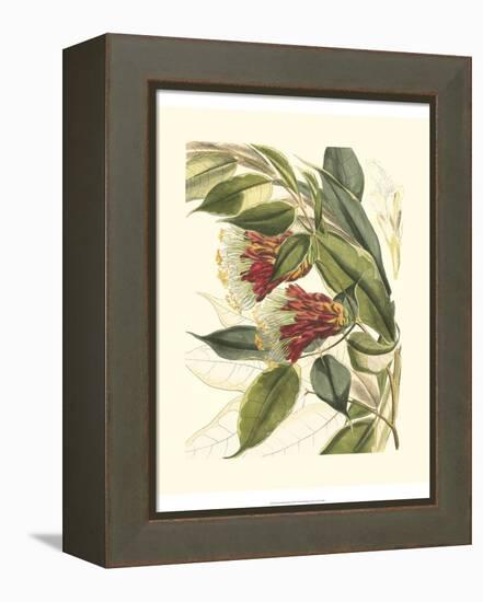 Fantastical Botanical II-Vision Studio-Framed Stretched Canvas