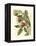 Fantastical Botanical II-Vision Studio-Framed Stretched Canvas