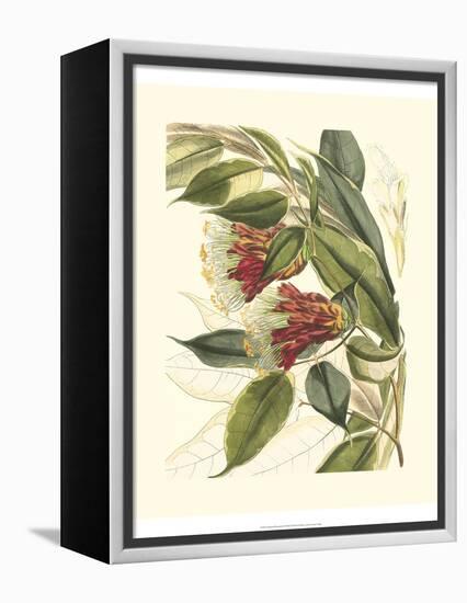 Fantastical Botanical II-Vision Studio-Framed Stretched Canvas