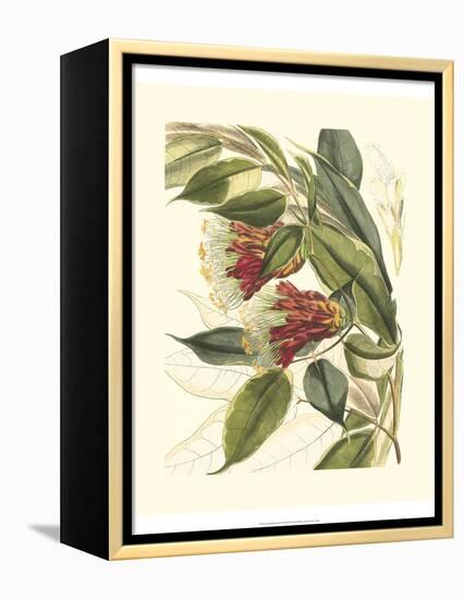 Fantastical Botanical II-Vision Studio-Framed Stretched Canvas