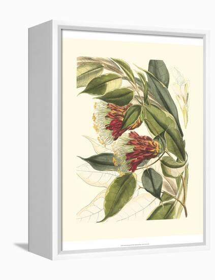 Fantastical Botanical II-Vision Studio-Framed Stretched Canvas