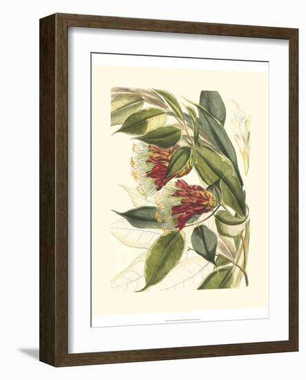 Fantastical Botanical II-Vision Studio-Framed Art Print