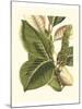 Fantastical Botanical IV-Vision Studio-Mounted Premium Giclee Print