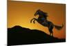 Fantasy Horses 01-Bob Langrish-Mounted Photographic Print