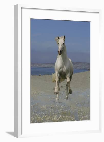 Fantasy Horses 02-Bob Langrish-Framed Photographic Print