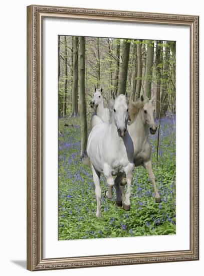 Fantasy Horses 06-Bob Langrish-Framed Photographic Print