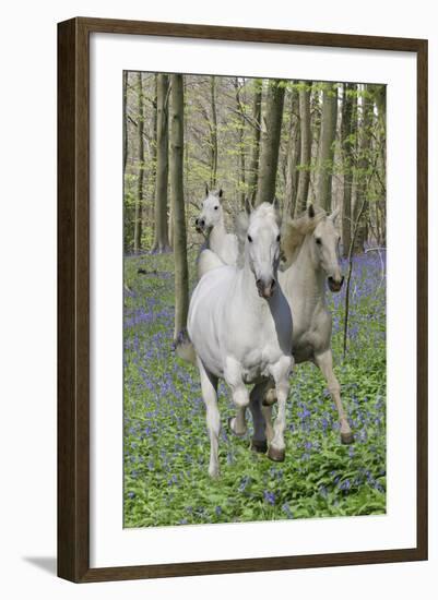 Fantasy Horses 06-Bob Langrish-Framed Photographic Print