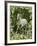 Fantasy Horses 23-Bob Langrish-Framed Photographic Print