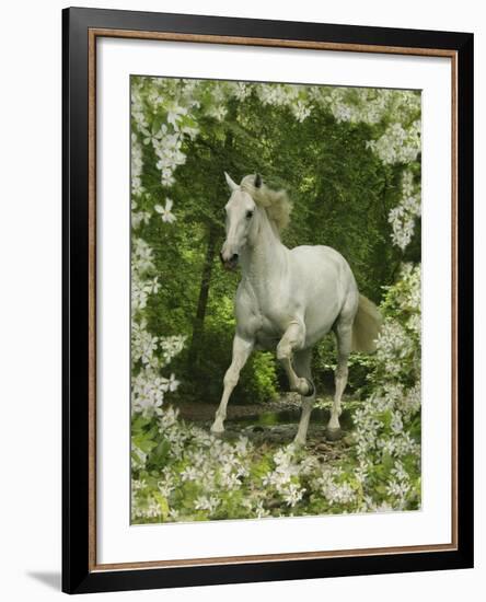 Fantasy Horses 23-Bob Langrish-Framed Photographic Print