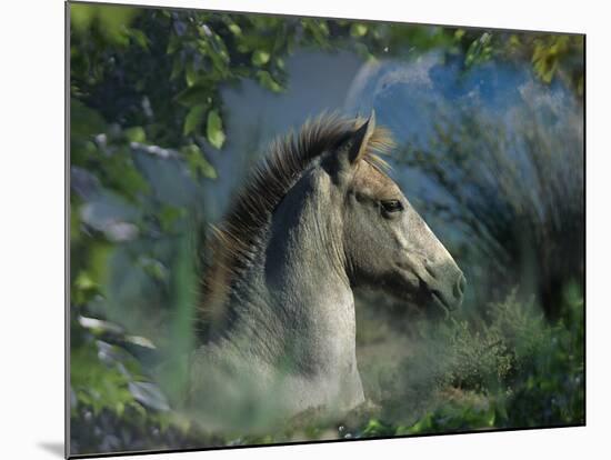 Fantasy Horses 30-Bob Langrish-Mounted Photographic Print