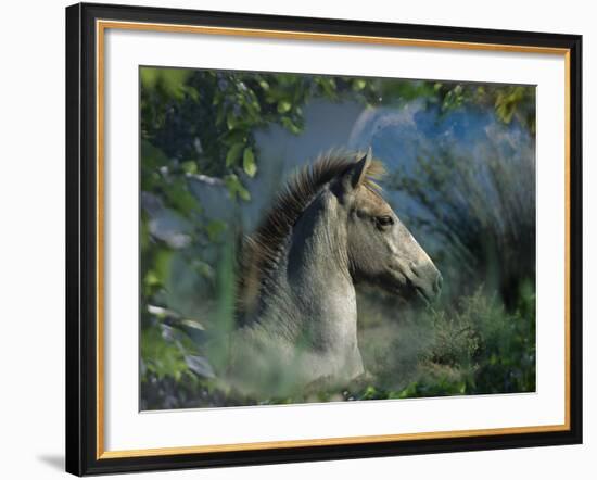 Fantasy Horses 30-Bob Langrish-Framed Photographic Print