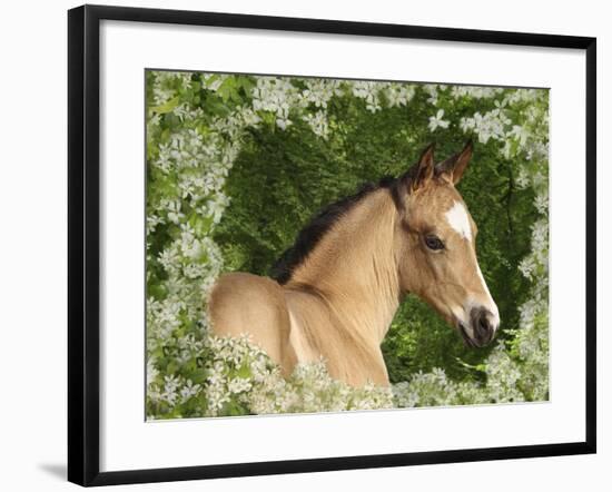 Fantasy Horses 31-Bob Langrish-Framed Photographic Print