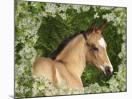 Fantasy Horses 31-Bob Langrish-Mounted Photographic Print