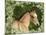 Fantasy Horses 31-Bob Langrish-Mounted Photographic Print