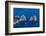 Faraglioni, Island of Capri, Campania, Italy, Europe-Neil Farrin-Framed Photographic Print