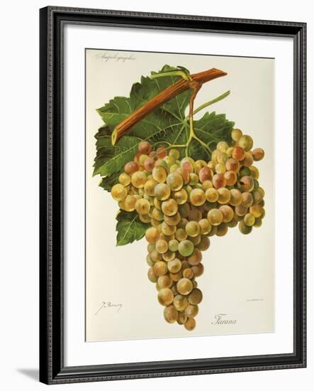 Farana Grape-J. Troncy-Framed Giclee Print