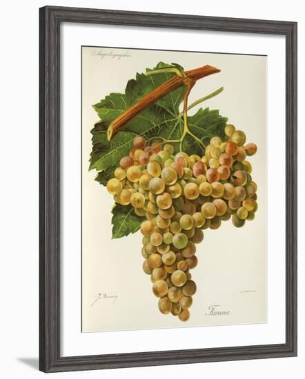 Farana Grape-J. Troncy-Framed Giclee Print