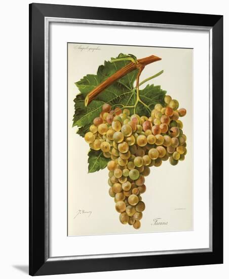 Farana Grape-J. Troncy-Framed Giclee Print